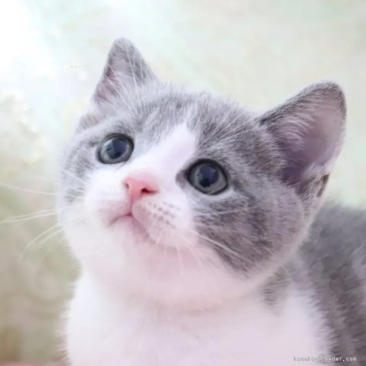 ID:2310-00862の子猫