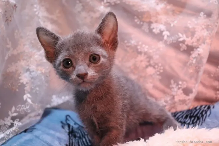 ID：2004-01554の子猫