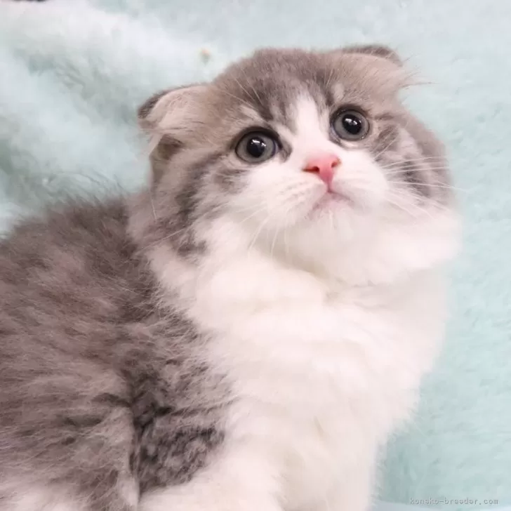 ID:2407-03099の子猫