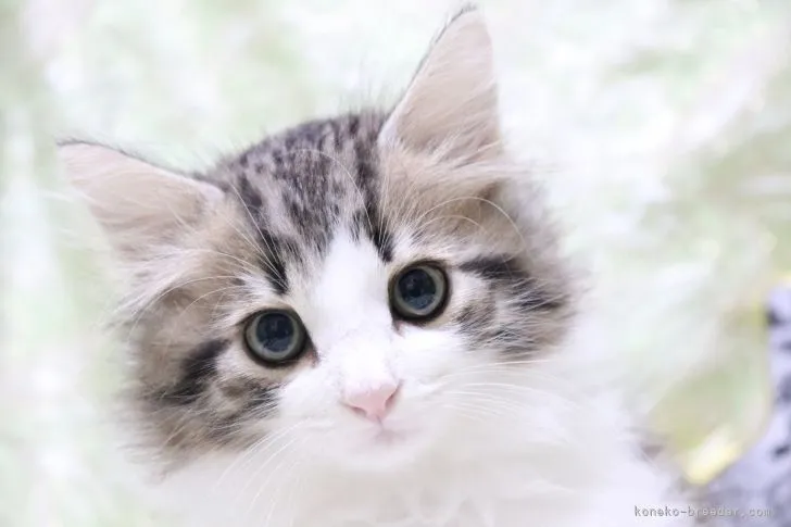ID:2107-00820の子猫