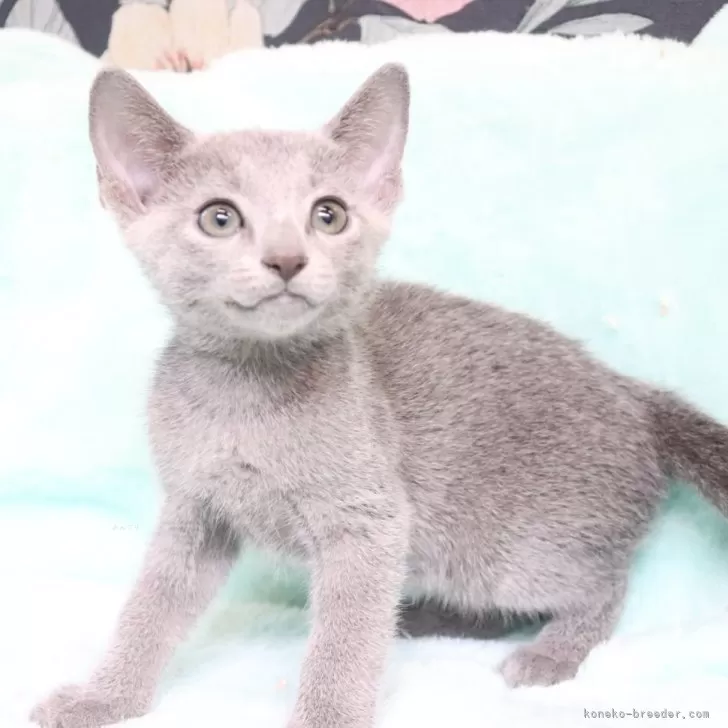 ID:2408-02952の子猫