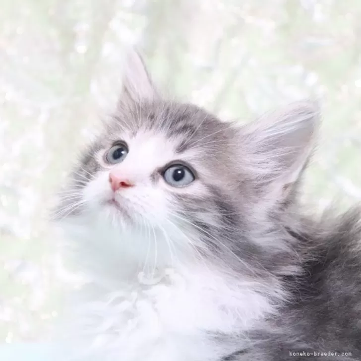 ID:2411-00265の子猫
