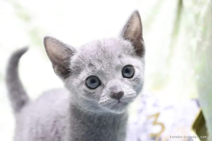 ID:2201-00008の子猫