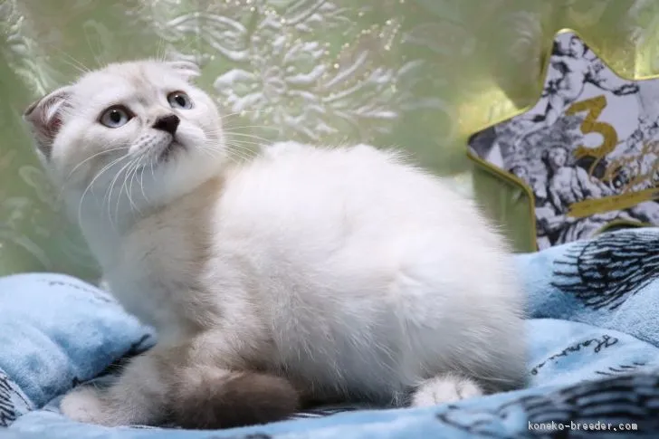 ID：2005-00327の子猫