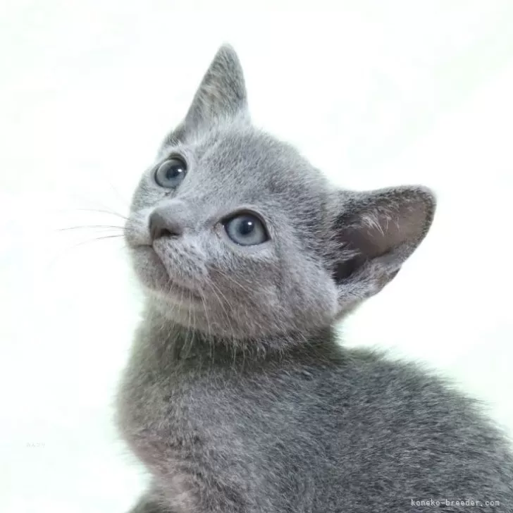 良昼 様のお迎えした子猫
