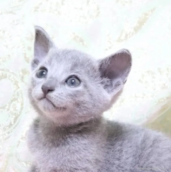 ID:2308-00731の子猫