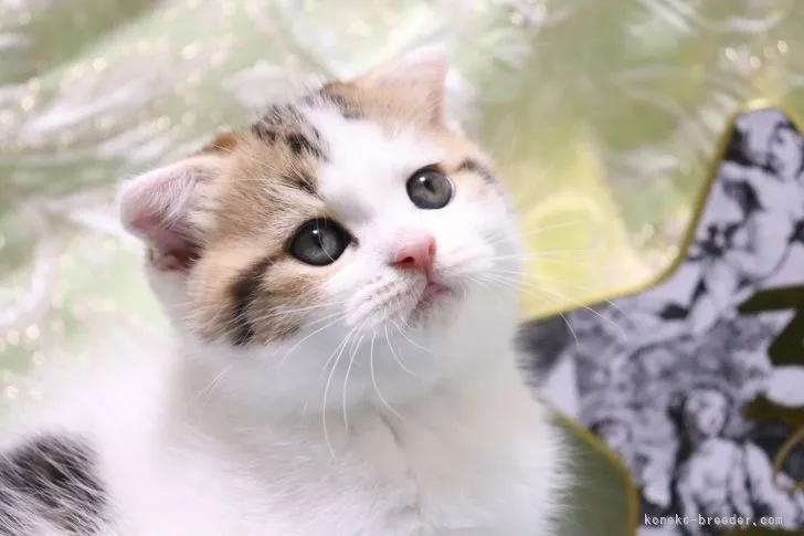 mimi 様のお迎えした子猫