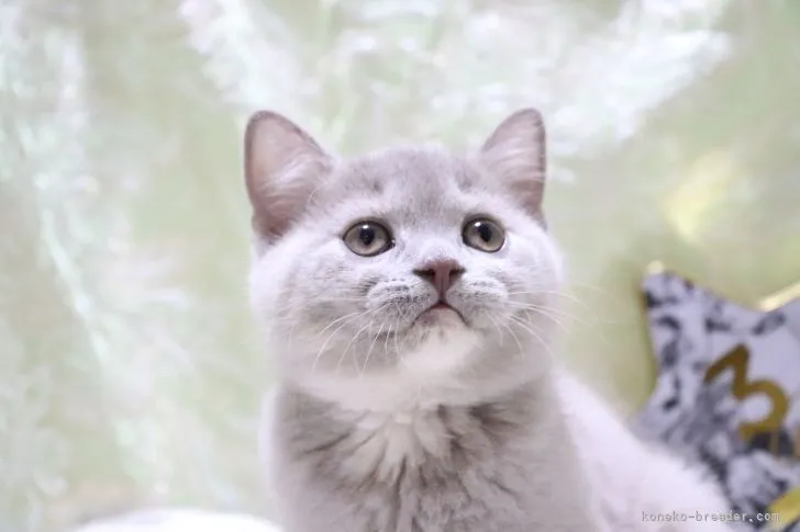 ID：2106-01161の子猫