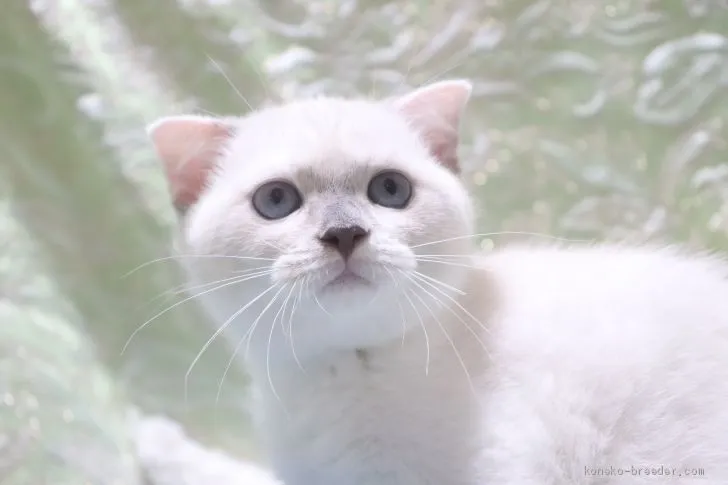 ID：2004-01915の子猫