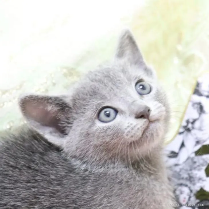 ID:2301-01617の子猫
