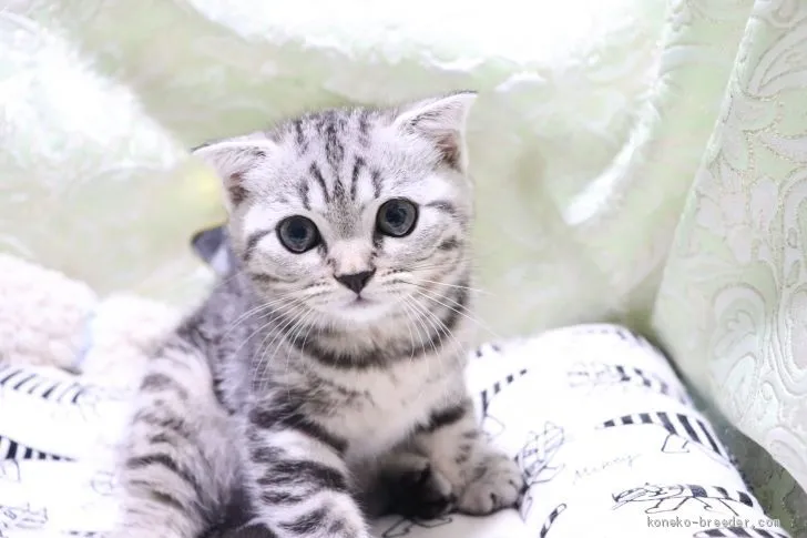 ゆうちゃん 様のお迎えした子猫
