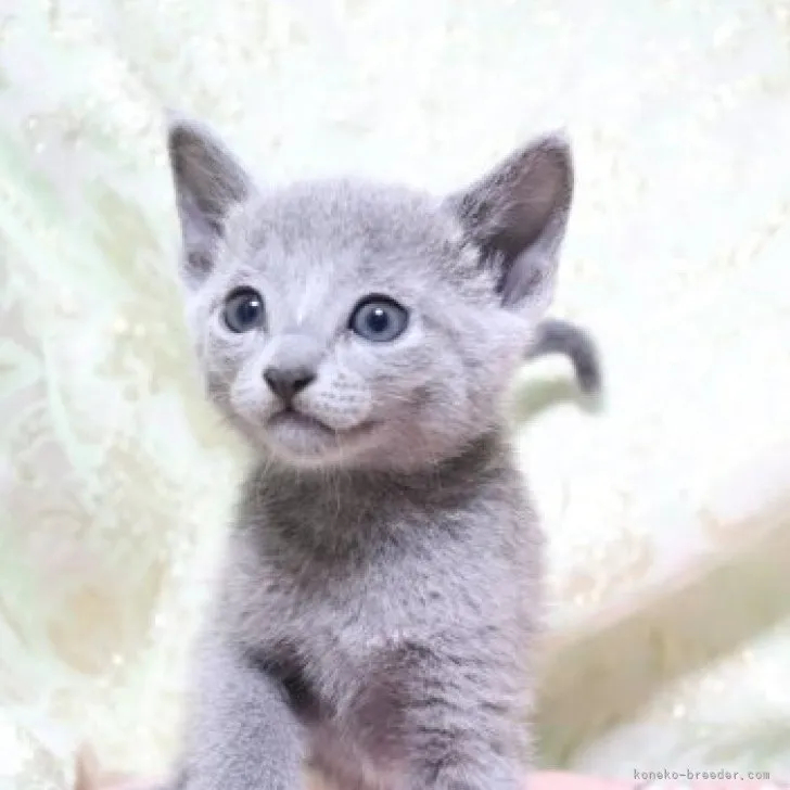 ID:2308-00729の子猫