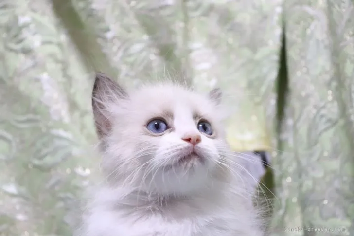 ID:2110-02436の子猫