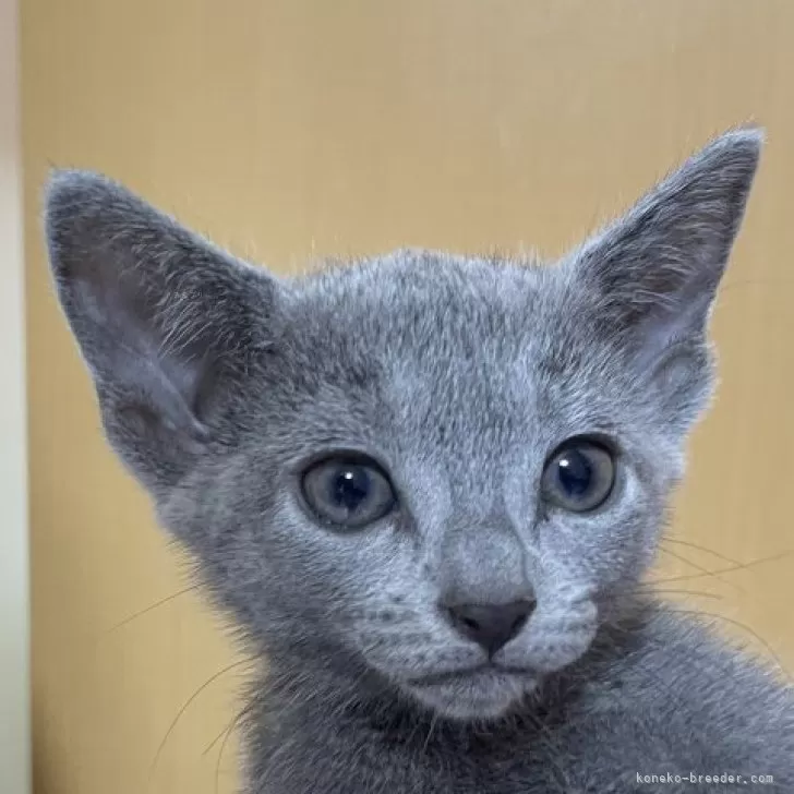 ID：2406-03421の子猫
