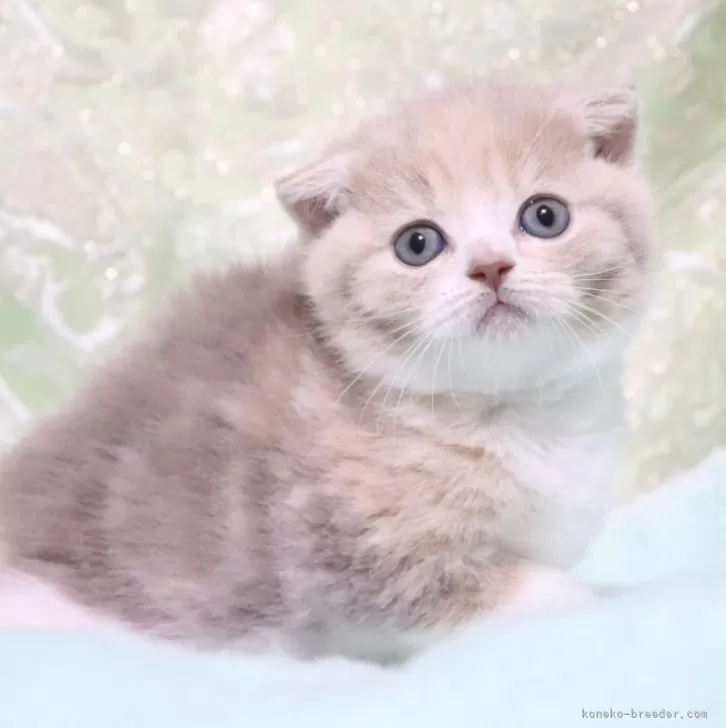 ID:2411-02261の子猫