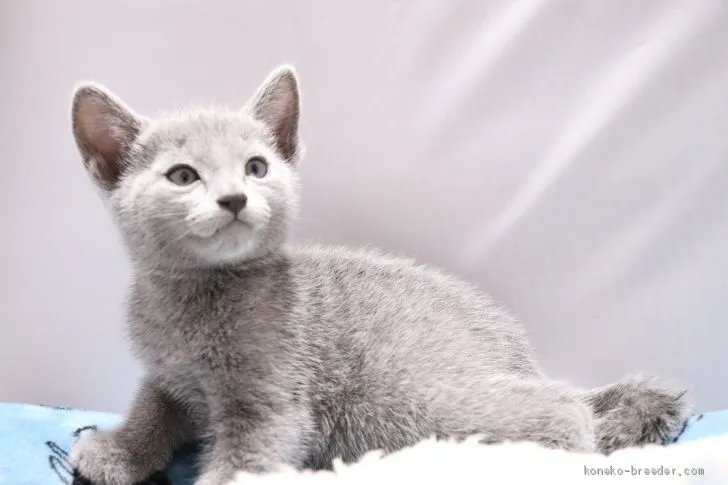 ID:2005-00619の子猫