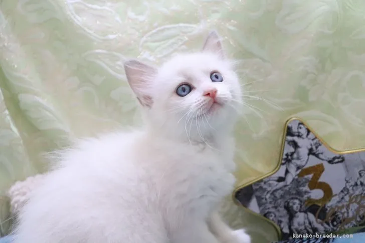 ID：2009-00754の子猫