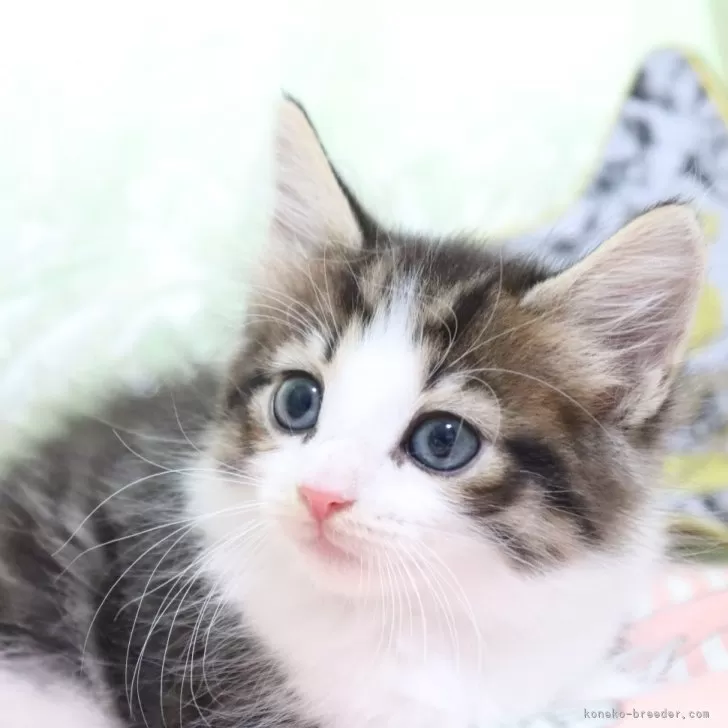 ID:2406-01451の子猫