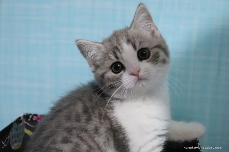 ID：1911-01180の子猫