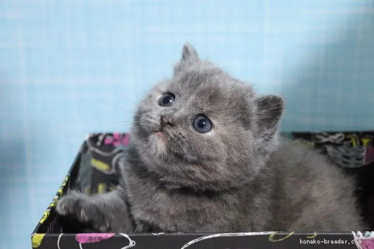 ID：1912-00813の子猫