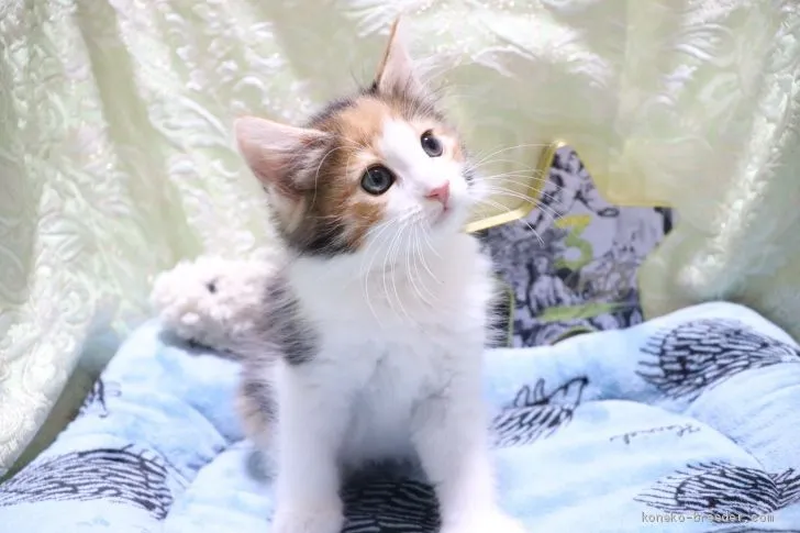 ID：2007-01620の子猫