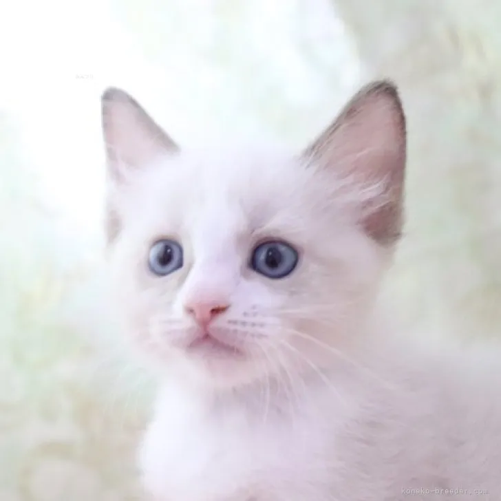 ID：2309-02230の子猫