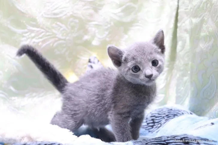 ID:2105-01332の子猫