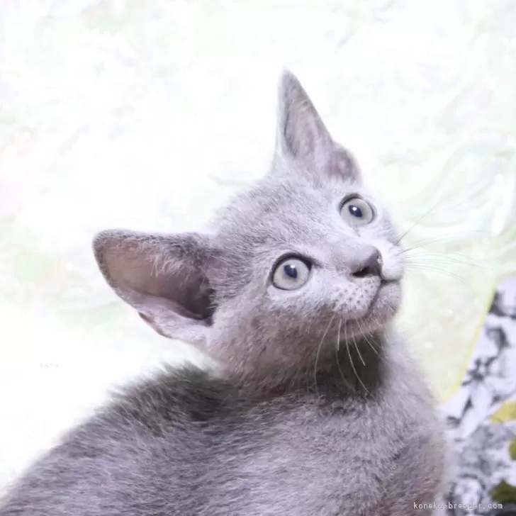 ID:2406-01448の子猫