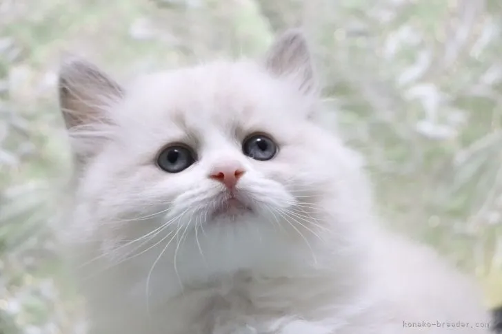 ID:2201-01962の子猫
