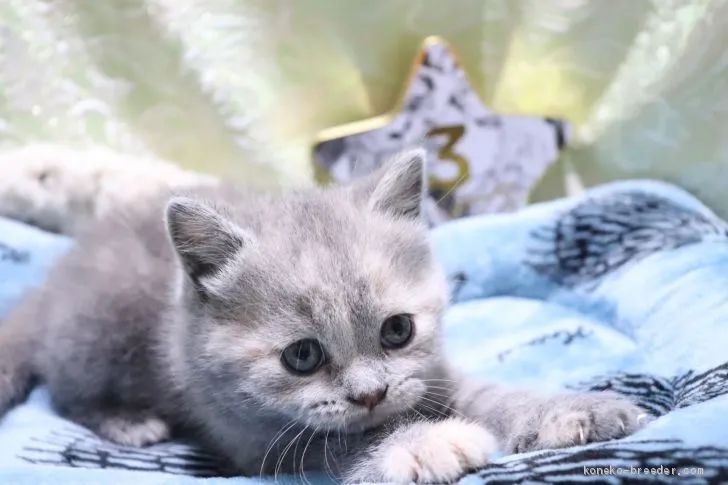 ID：2006-00831の子猫