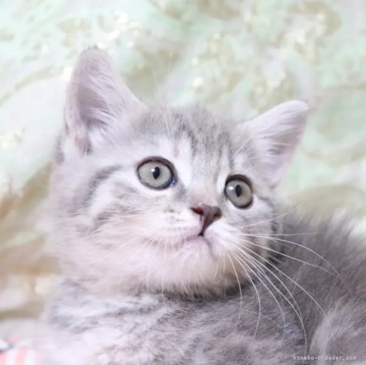 ID：2307-00128の子猫