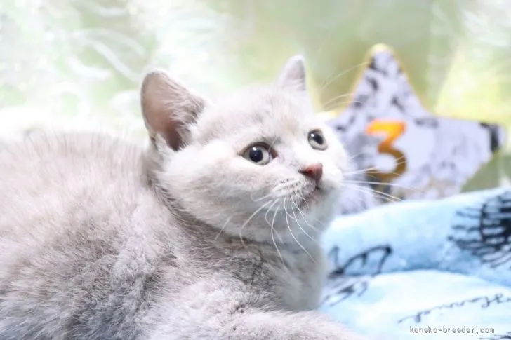 ID：2006-00830の子猫