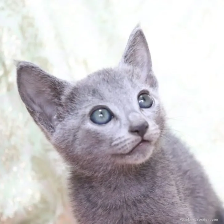 ID:2306-01571の子猫