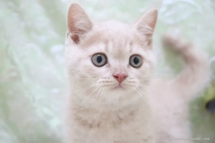 ID：2108-00502の子猫