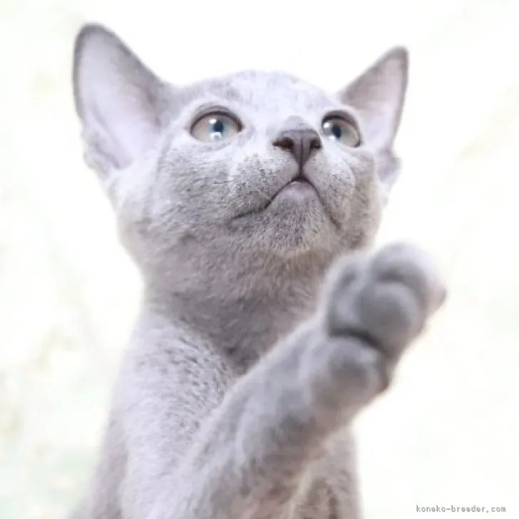 ID：2305-03266の子猫