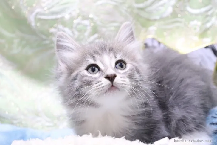 ID：2105-02617の子猫