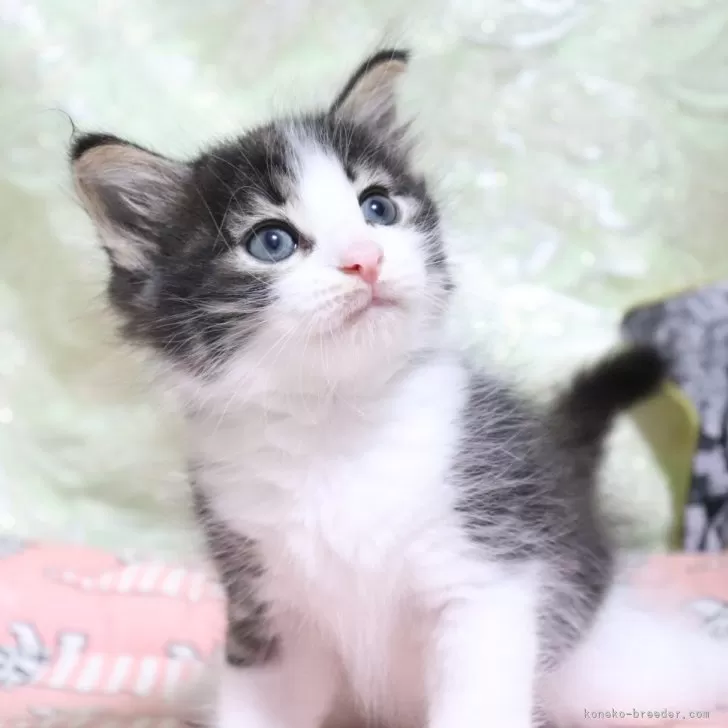 トト 様のお迎えした子猫
