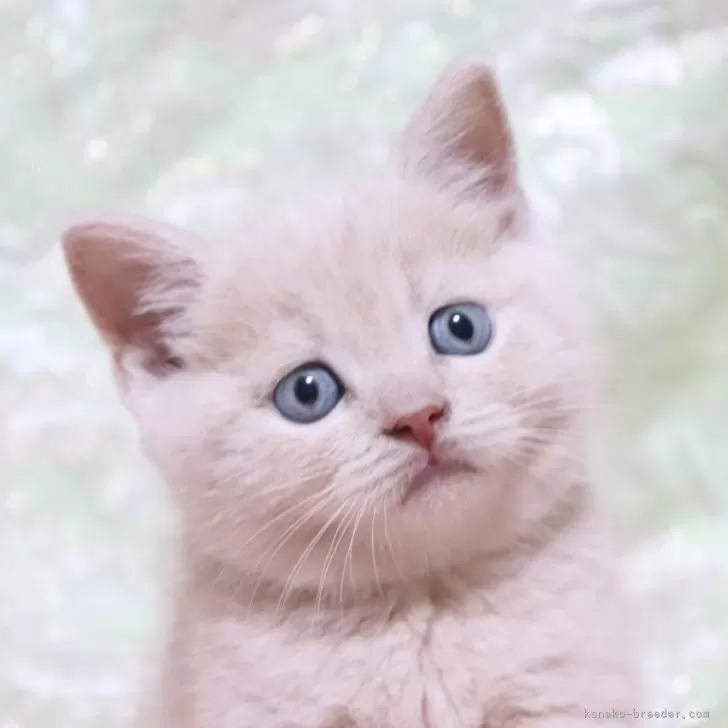 ID:2411-00873の子猫
