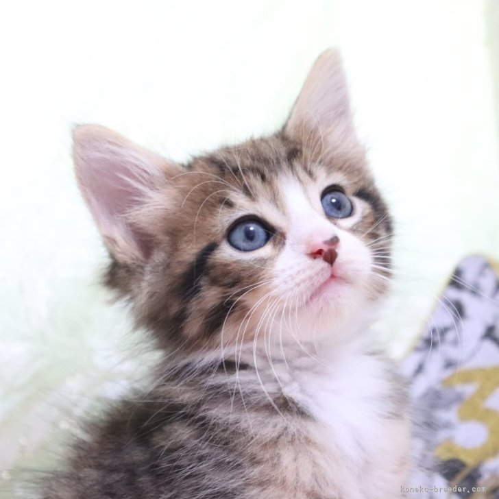 M.T 様のお迎えした子猫