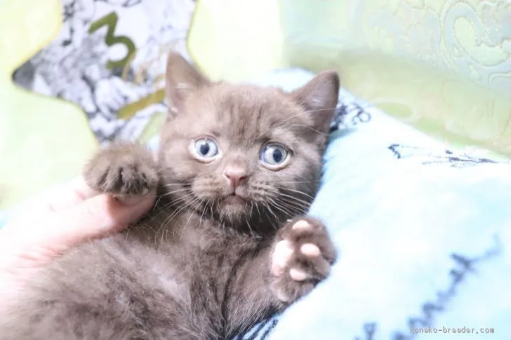 猫大好き 様のお迎えした子猫