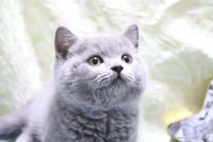 ID：2112-02352の子猫