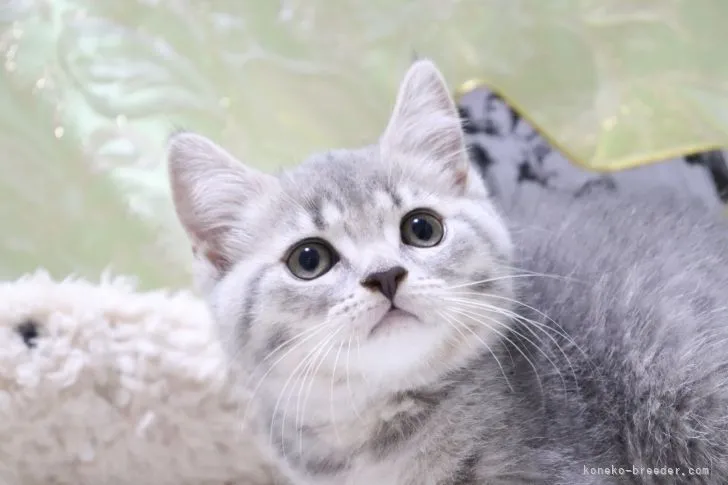 ID：2106-02406の子猫