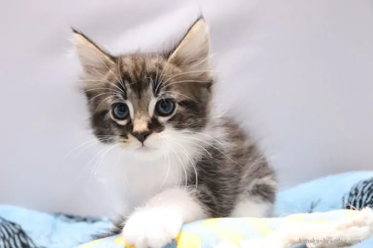 ID：2004-02048の子猫