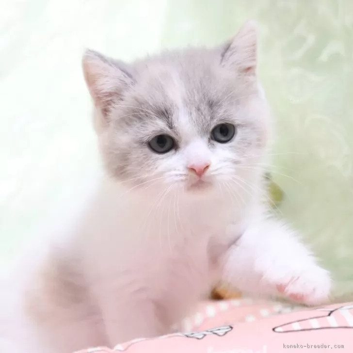 ID：2406-00448の子猫