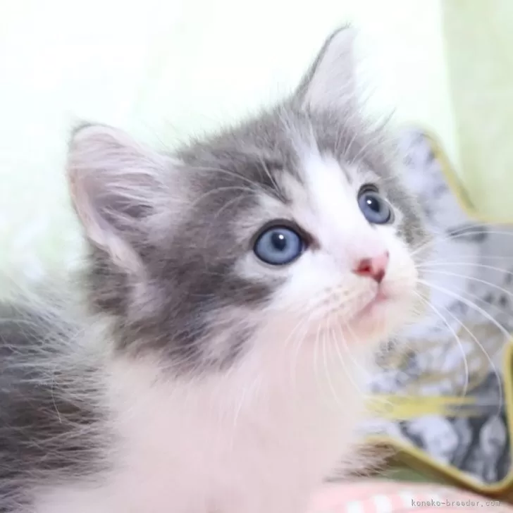 ID:2406-01449の子猫