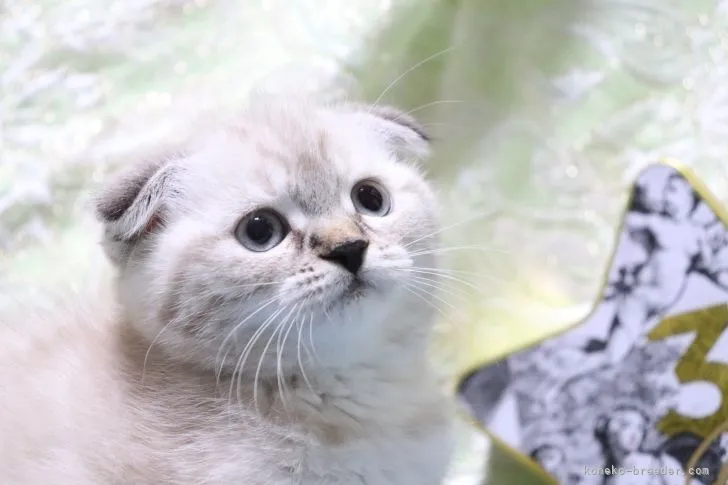 ID：2111-02264の子猫