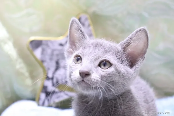 pattipatti 様のお迎えした子猫
