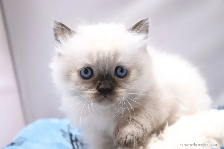 ID：2005-00326の子猫