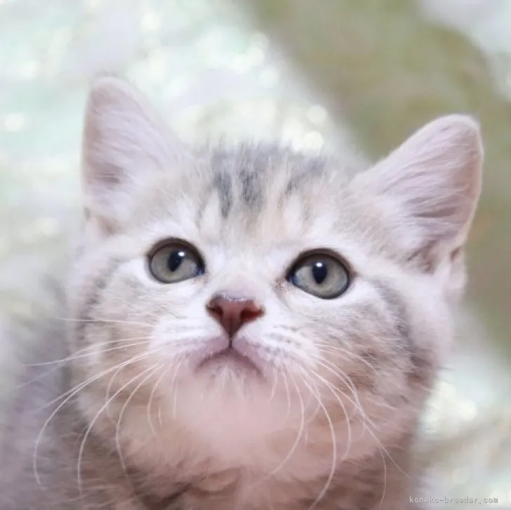ID:2303-01603の子猫