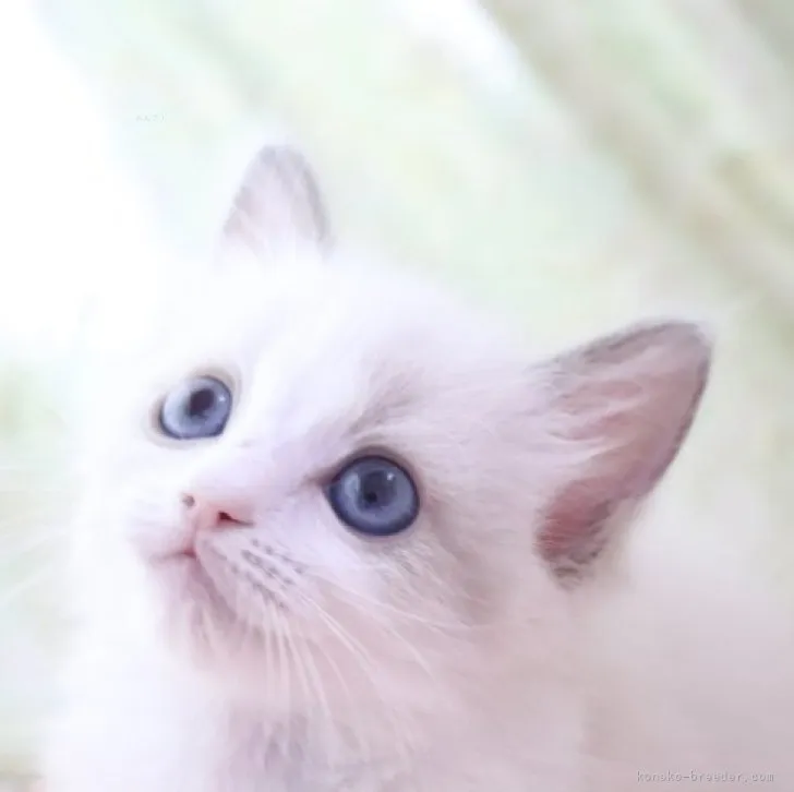 ID：2309-03016の子猫